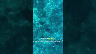 Never Miss Anything In Crystal Clear Water #animals #ocean #wildlife