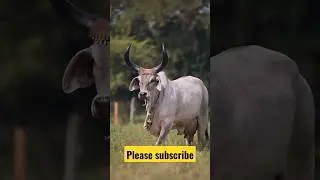 best kankrej cow #cow #animal #farm #bull #shorts