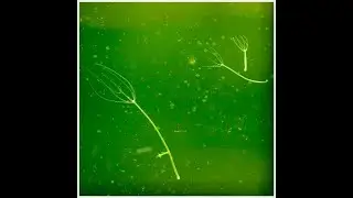 Hydra Shrimp and fry killer and how to treat.
