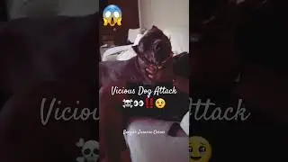 #canecorso #dog #attack #fyp #youtubeshorts #youtube #love Boogie's Jurassic Corsos