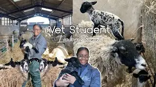 VET STUDENT: Lambing Placement #vetschool #vetstudent #veterinary #vetmed #veterinarian