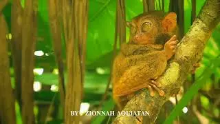 PHILIPPINES PROMOTIONAL VIDEO &mdash; creative technology 8 school project