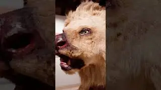 animalECH (19.12.2025 - 23.08.2026) - dei nei tempor&auml;r Ausstellung am Naturmus&eacute;e