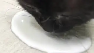 고양이 핥는 소리 (귀여움 주의)