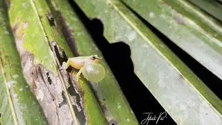 Variable bush frog(Raorchestes Akroparallagi) vocalising