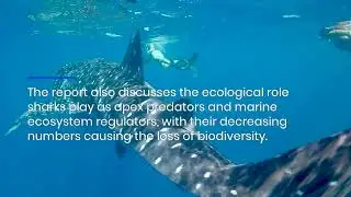 Support A Ban On Shark Fin Consumption & Unethical Hunting Practices To Preserve Biodiversity