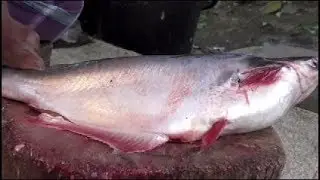 Amazing live Halibut fish cutting market shills | professional Panggas fish cutting By Ms Fishing Bd