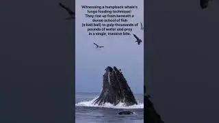 Nature's spectacle. #nature #naturelovers #motivation #viral #viralshorts
