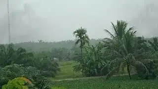 Rain Falling Through Dense Forest &ndash; Calm Nature Sounds