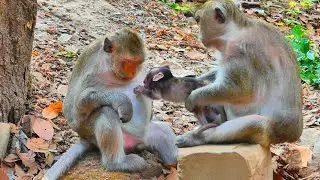 It's really pitiful, A baby monkey is hungry and wants to suckle its mother, but Dony won't let it 