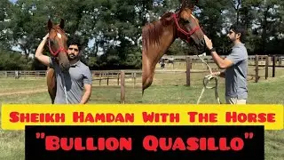 Sheikh Hamdan With The Horse 