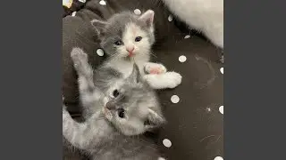 Happy Kitty Retreat