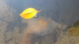 Golden Hat Jelleyfish