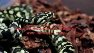 Змейка кушает :) My snake is eating