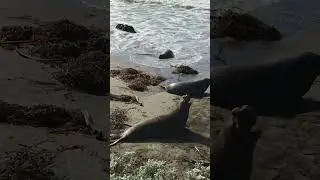 Elephant Seals On the Beach