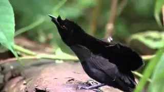 Bird of Paradise - Graceful mating dance