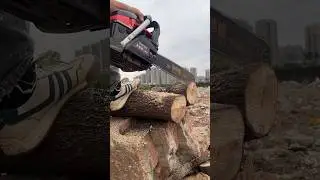 High-power, high-performance gasoline saws are used by professional loggers.#chainsaw #shorts