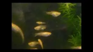 Blonde Endlers