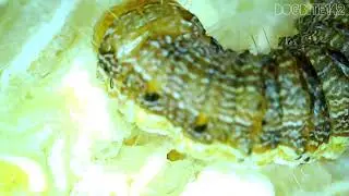 Corn Earworm Moth V