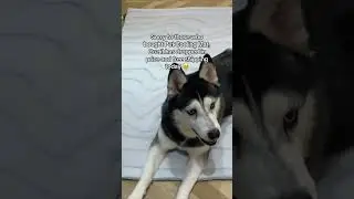 Keep Your Dog Cool This Summer with a Cooling Mat