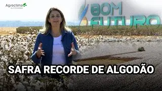Colheita do Algodão em MT