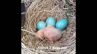 Robin feeding her young and clean up too!