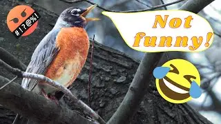 Flying Turd - Everything About Robins!