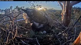 REPLAY🦅ПОВТОР 15/4/23 2/2 Eastern Imperial Eagles Altyn & Altynai☀️🦅Солнечные Орлы Алтын и Алтынай