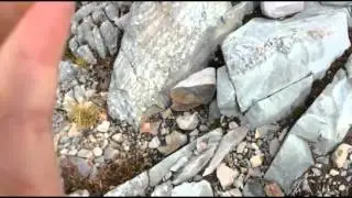 Sasquatch Sighting near Squamish ( August 16, 2014 ) Breakdown
