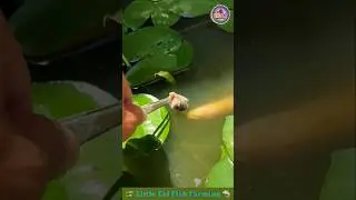 Little Eel Fish Farming 🦈 Fish Video 🐠 Fish Farming Video 🎏 #eel #fishing #fish #shorts