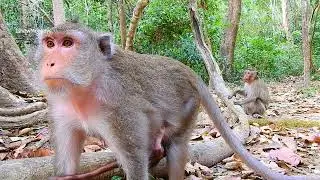Monkey Anna Is The Best Mom And She Teaches Her Adorable BB AMINA With Good Lesson @IShowMonkeyTV