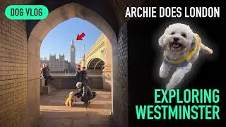 Exploring Westminster with Archie the Cavapoo: Big Ben, London Eye & More!