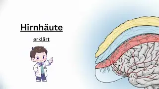Hirnhäute Überblick: Aufbau & Funktionen einfach erklärt