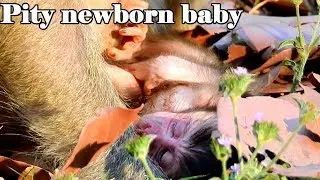 OMG! Newborn baby monkey so weak after born 14 hour, Mom Duchess no hug her baby