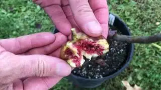 Off the Beaten Path Nursery last ripening figs of 2023