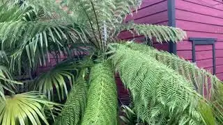 Tasmanian tree fern looks amazing in August