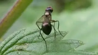 Nemopoda nitidula in de wind