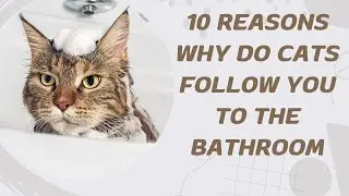 10 Reasons Why Do Cats Follow You To The Bathroom