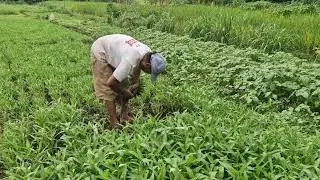 OLD FARMING SKILL STILL USED TODAY TO HARVEST WATER SPINACH!  -Agriculture Farming