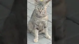 One Dozen United Cats | #shorts #cats #viralshort