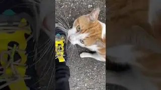 Dear Diary, Cat Is Trying To Eat Me. #cats #cat #orangecat #straycat