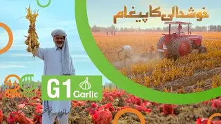 Khush Hali Ka Paigham - G1 Lagain Sona Kamain | QuinTech Seeds