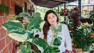 Mickey Mouse Alocasia Transplant