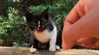 Feral Kitten Came Inside of the Bushes and Started to Hiss at Me