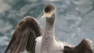 Spotted shag / parekareka