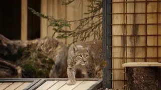 Life Slovenija - Primeri dobrih praks LIFE projektov v Sloveniji (LIFE LYNX)