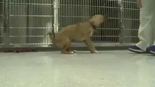 Pet Oxygen Chamber