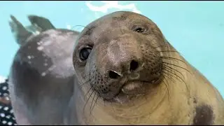 Meet Coolio, the elephant seal!