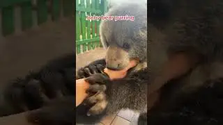 Baby bear purring my Hand! #shorts