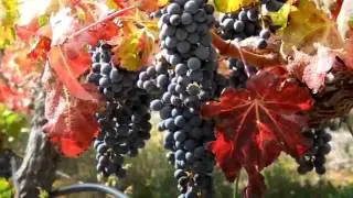 Video over Rust en Vrede Wine Estate Stellenbosch